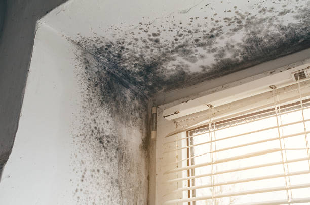Affordable Mold Remediation solutions in Fayetteville, NC